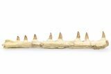 Mosasaur (Eremiasaurus?) Jaw with Eight Teeth - Morocco #260376-2